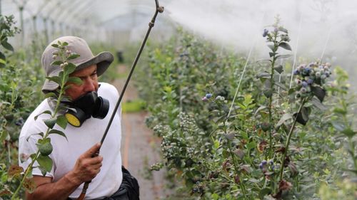 RAPORT REZIDUURI PESTICIDE, sector fructe 2022: strugurii de masă și pentru vin, caisele, piersicile, căpșunele și cireșele, cele mai multe probe contaminate