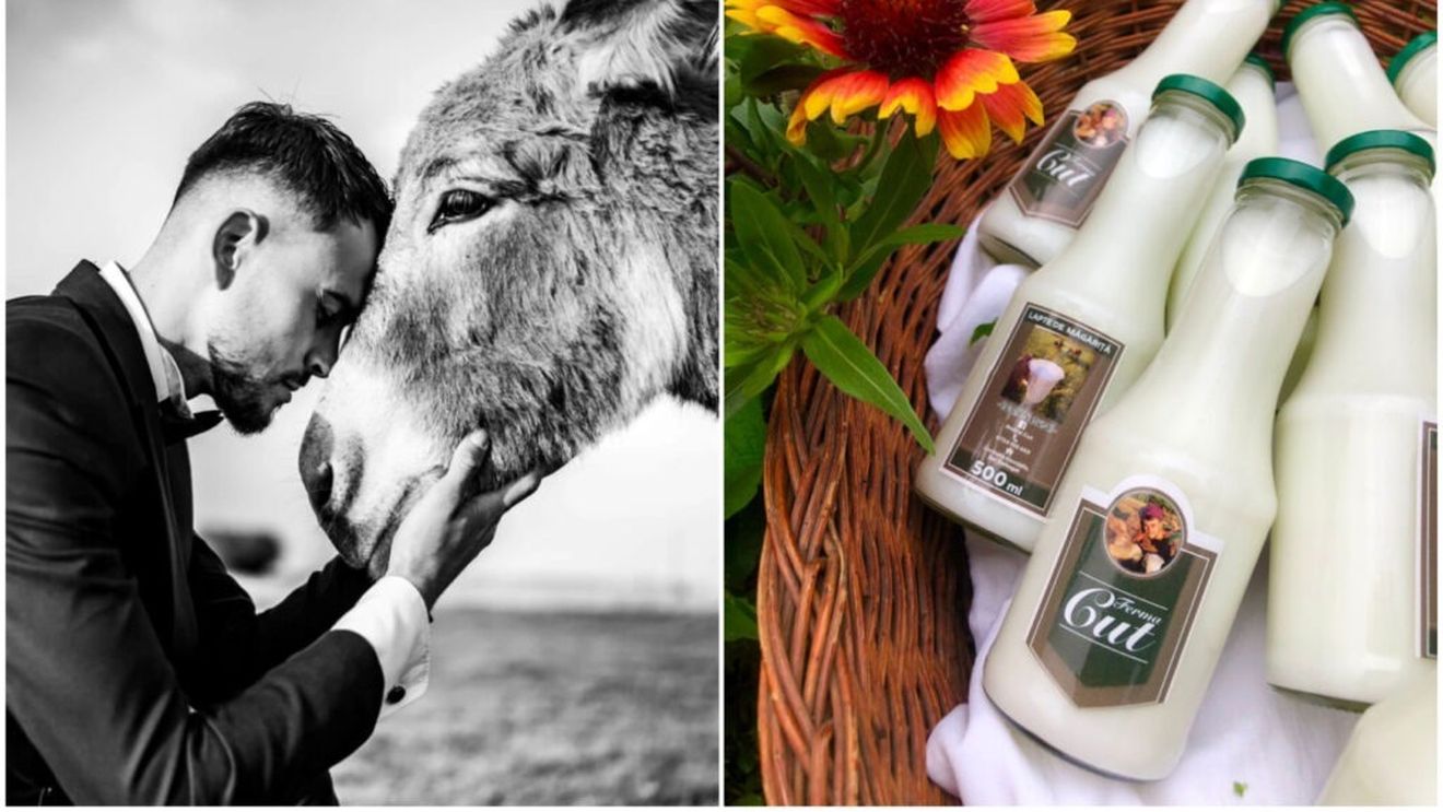 VIDEO | Fermier cu valoare adăugată: Andrei Cut a renunțat la munca în străinătate și s-a întors în România, unde a deschis o fermă de măgărițe / „Am început cu una singură, iar acum avem 120” / Planuri pentru livrare națională prin curier