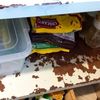 Mucegai, alimente expirate și spații neautorizate, descoperite de ANPC / Amenzile depășesc 3,3 milioane de lei