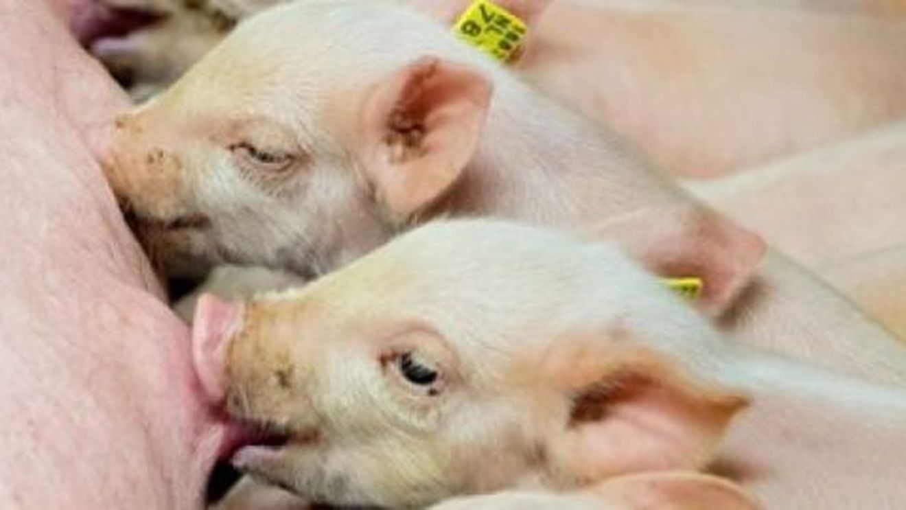 Efectele pandemiei Covid - 19 asupra sectorului creșterii suinelor: fermierii americani se pregătesc să eutanasieze porcii nevânduți, europenii închid abatoare, dar chinezii importă masiv din Uniunea Europeană