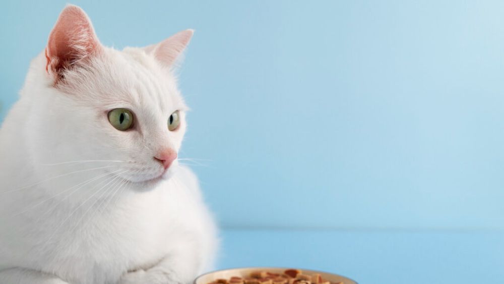 Dieta corectă pentru animalele obeze: Cum se face slăbirea treptată și sănătoasă, potrivit medicului veterinar