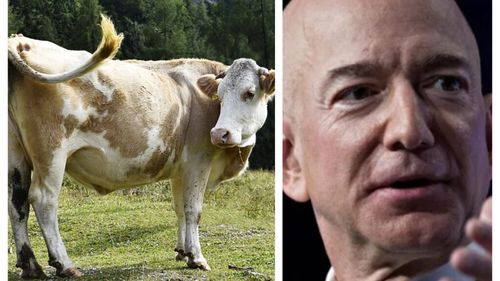 Jeff Bezos investește 9,4 milioane de dolari într-un vaccin anti-flatulență pentru vaci / Soluție inedită în lupta cu schimbările climatice