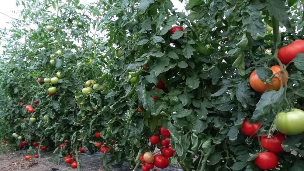 Buzău: Au apărut în pieţe primele legume produse în sere şi solarii după ajutorul de minimiș în agricultură