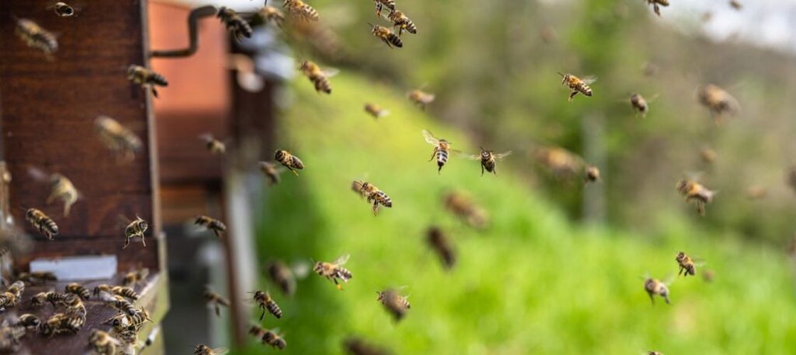 Seceta amenință albinele din Ungaria. Apicultorii cer ajutor de la autorități / Cum poate afecta criza polenului agricultura