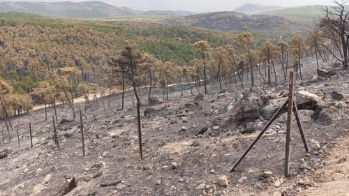 Pășunatul previne incendiile și protejează pădurile / Agricultorii spanioli avertizează că abandonul terenurilor favorizează focul și cer măsuri urgente