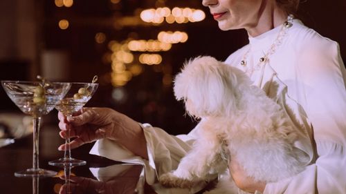 Restaurante si magazine unde poti intra cu cainele în Spania. Acolo unde nu ti se permite accesul, ce faci cu el?