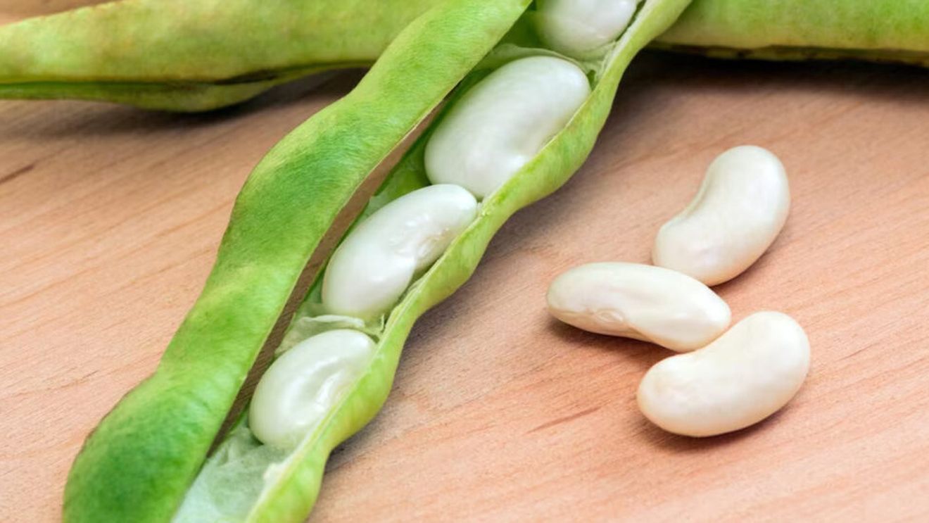Pocha: fasolea albă care nu ajunge să fie leguminoasă. Se cultivă în Spania și se gătește proaspătă doar timp de o lună