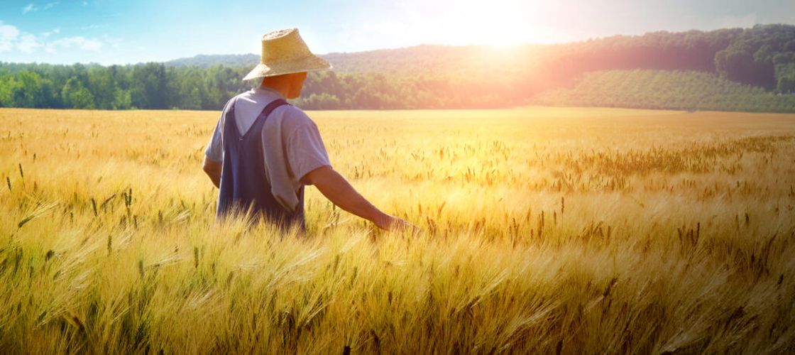 Tot mai puține cereri pentru subvențiile APIA în Buzău. Fermierii spun că agricultura devine tot mai puțin atractivă