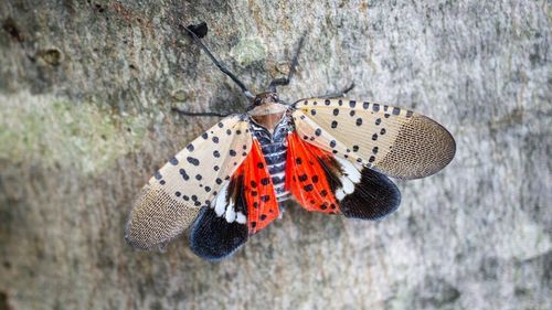 O insectă invazivă care a provocat pierderi agricole importante în SUA, descoperită pentru prima dată în Uniunea Europeană / Lycorma delicatula a fost confirmată în sudul Ungariei