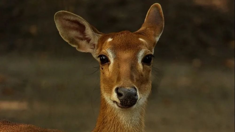 Zeci de căprioare și alpaca vor fi aduse în Parcul Romanescu din Craiova / Primar: ”Animalele vor fi hrănite doar cu biscuiți speciali, din semințe și plante, care vor putea fi achiziționați la intrare„