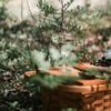 1 Iunie la iarbă verde/ Ce gustări și băuturi luăm cu noi la un picnic cu copiii/ Mâncarea trebuie să fie proaspătă, ambalată etanș și fără ingrediente care se pot degrada la căldură