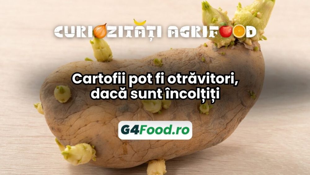Curiozitate agri-food 06 decembrie: Cartofii pot fi toxici, dacă sunt încolțiți