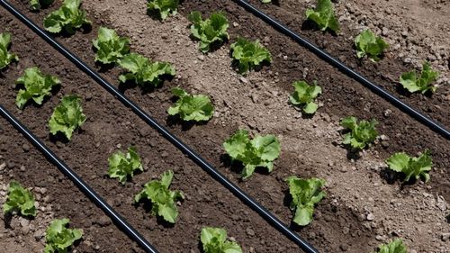 Totul despre sistemul de irigație prin picurare. Care sunt avantajele față de sistemul clasic de udare prin cădere