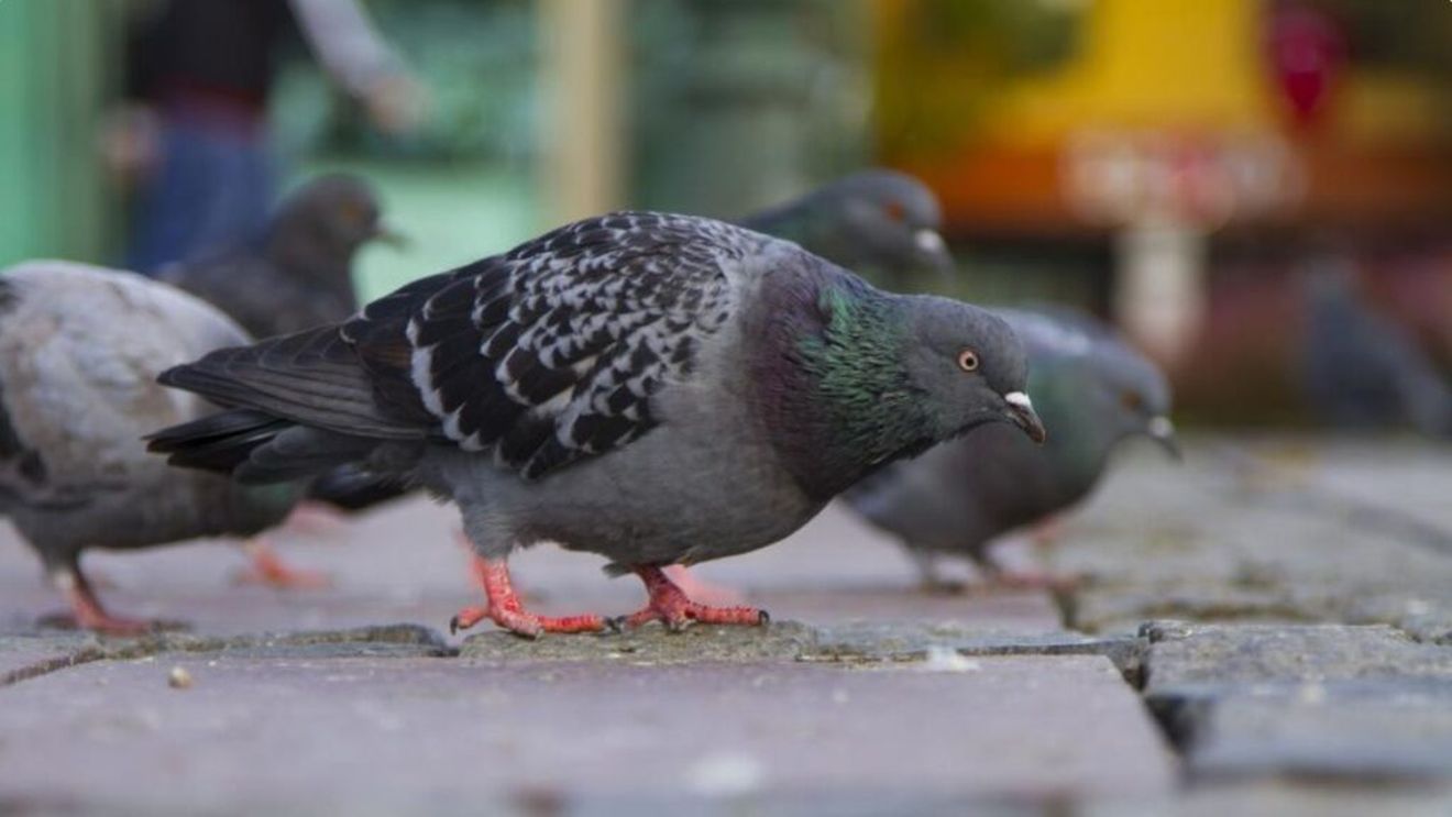 Un bărbat din Focșani este cercetat după ce a omorât porumbei pe stradă ca să îi mănânce / Polițiștii au deschis un dosar penal pentru uciderea animalelor