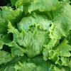 Primele decese asociate focarului de ciclosporiază din SUA. Peste 18.000 de cazuri sunt investigate, iar o salată iceberg a fost retrasă de pe piață