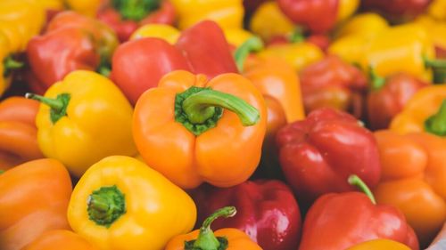 Primăvara nefavorabilă a creat fluctuații la cultura ardeilor în Belgia/Producătorii spun că este un an „cu suișuri și coborâșuri”