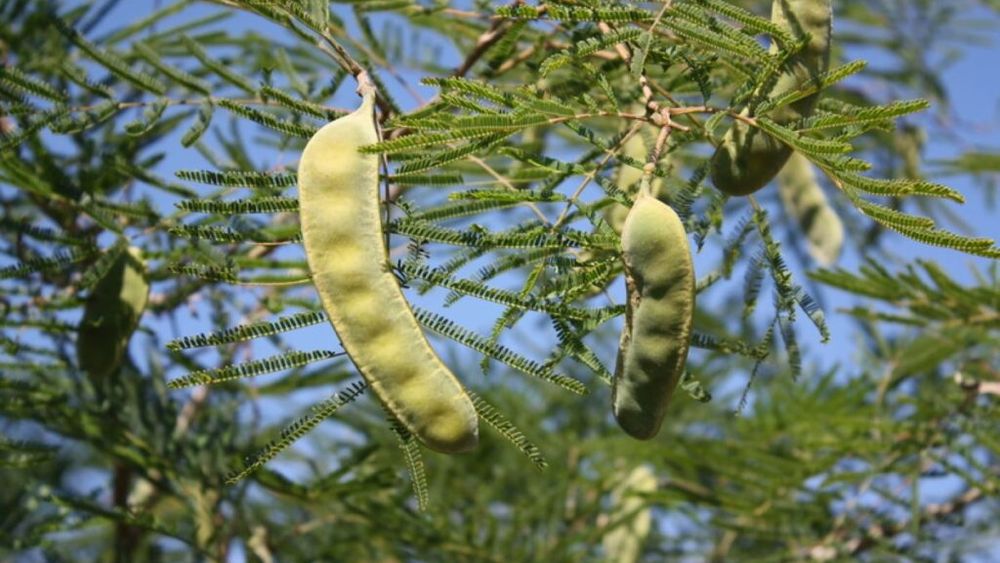 Mesquite, o leguminoasă cu gust dulceag mai puțin cunoscută din gastronomia tex-mex. Este aromată, fără gluten și cu indice glicemic scăzut