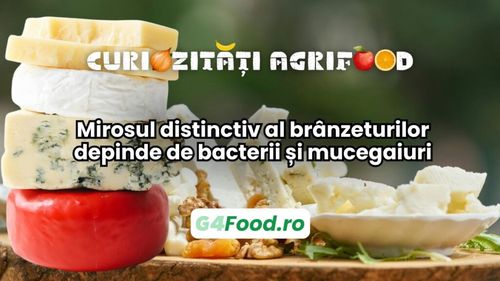 Curiozități agrifood - 25 iunie | Mirosul distinctiv al brânzeturilor depinde de bacterii și mucegaiuri
