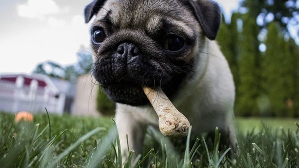 Cum să alegi hrana potrivită pentru cățelușul tău: Ghidul complet pentru o creștere sănătoasă