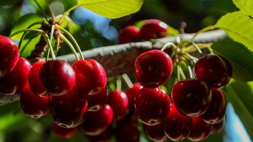 Un algoritm AI numără florile din pomi pentru a prezice recoltele cu câteva luni în avans / Tehnologia ar putea face producția de fructe mult mai eficientă