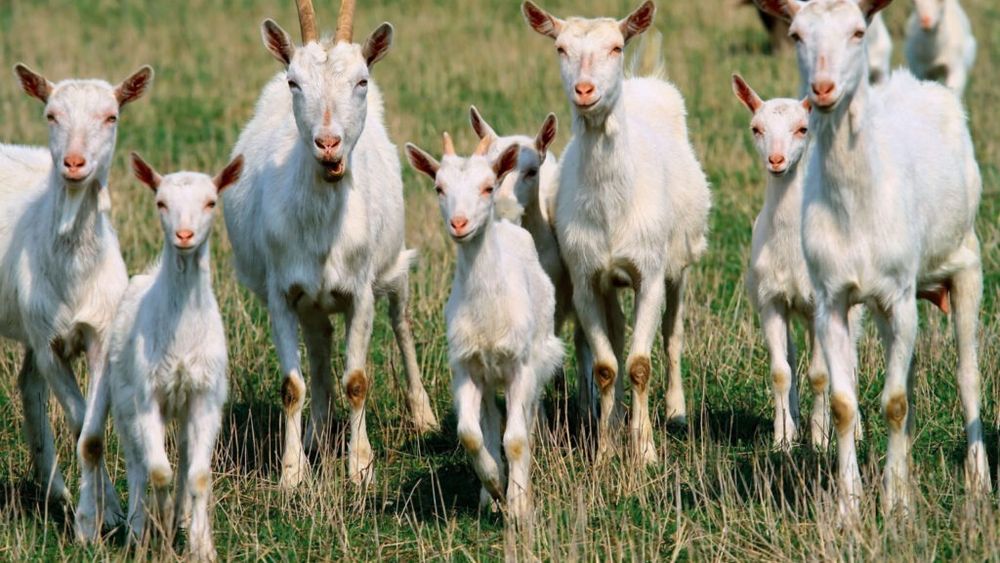 Laptele de capră, alternativa surprinzătoare la laptele de vacă / Aduce beneficii pentru mușchi, digestie și inimă