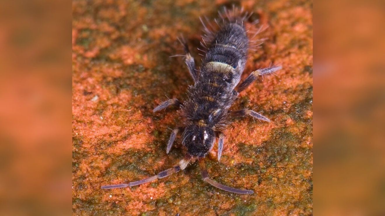 Ajutoarele necunoscute ale solului: Un studiu arată cum sprijină nevertebratele descompunerea plantelor