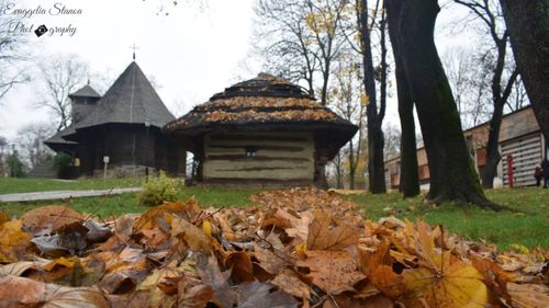 Târg de Sfântul Dumitru, la Muzeul Satului, de vineri până duminică / Fructe, mâncare tradițională, muzică și dansuri - un regal pentru bucureșteni