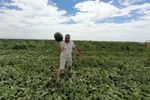 FOTO-VIDEO | A început sezonul lubeniței de Gottlob / Producătorii vând mai ieftin, deși costurile au crescut: „Au apărut foarte multe importuri, ceea ce a dus la scăderea accentuată a prețurilor””