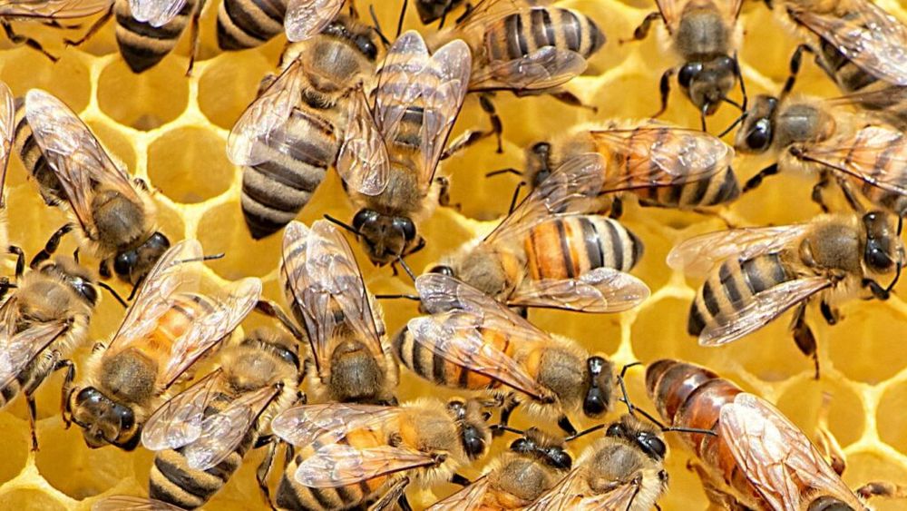 Cum ar putea albinele să ajute familiile afectate de război din Ucraina / Ambalaje din ceară pentru conservarea alimentelor pentru cei rămași fără frigidere și sursă de energie