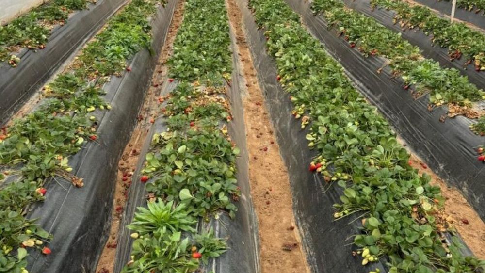 Fondatorul Oracle și unul dintre cei mai bogați oameni din lume a vrut să revoluționeze agricultura printr-un proiect ambițios de sere verticale. A investit 500 de milioane de dolari, dar rezultatul a fost... un dezastru!