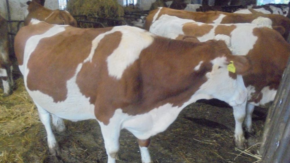 Câteva precizări pentru crescătorii de bovine care intenționează să depună documentația necesară pentru încasarea ajutorului financiar oferit de Guvern