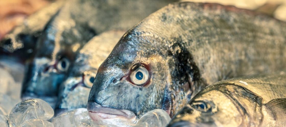 Consumatorii de carne de peşte din Grecia ar trebui să consume în special specii invazive, pentru a contribui la limitarea răspândirii acestora, care ameninţă fauna marină locală