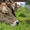 ANPC: Amenzi de peste un milion de lei, la nivel național, pentru comercianții de produse de origine animală