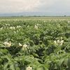 Cartofii din Harghita arată bine, în ciuda secetei pedologice / Fermierii beneficiază de temperaturile mai scăzute
