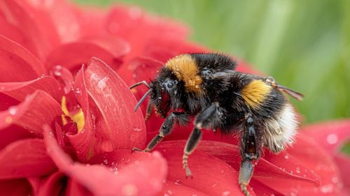 Cuiburile de bondari, polenizatori esențiali, se supraîncălzesc până la niveluri fatale, potrivit unui nou studiu