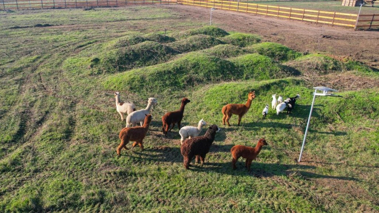 Căprioare, capre pitice și alpaca trăiesc în parcul Nicolae Romanescu, fiind păzite și hrănite cu fonduri de la Primăria Craiova