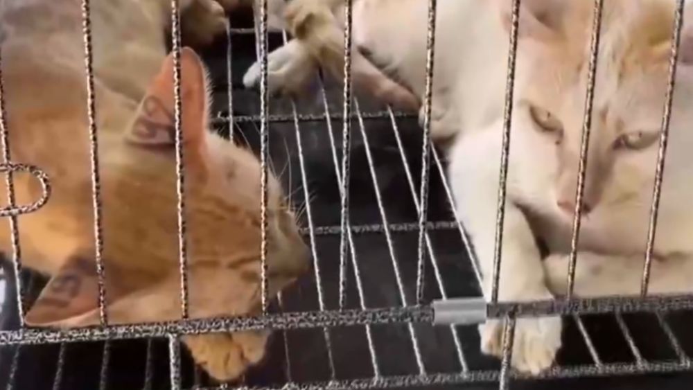 Peste 500 de pisici au fost salvate înainte să fie sacrificate pentru consum în Vietnam / Zeci de animale s-au întors deja la proprietari