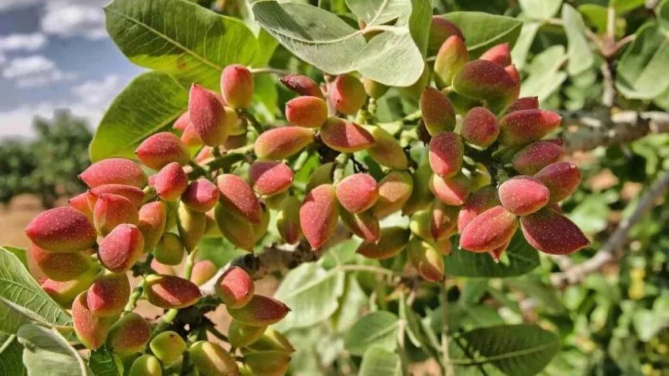 Plecând de la experiența explozivă a ciocolatei Dubai, Argentina extinde masiv culturile de fistic