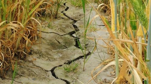 Fermierii sicilieni se tem că seceta îi va obliga să vândă terenul agricol multinaționalelor care instalează fotovoltaice