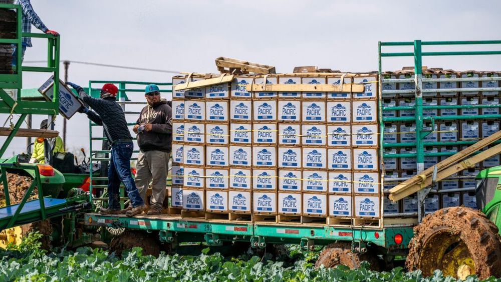 Alimente ideale pentru pachetul de prânz al fermierilor / Legumele, cerealele, proteinele și lactatele, baza alimentației sănătoase, ce oferă energie pentru o zi lungă de muncă