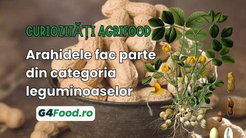 Curiozități agrifood - 10 iulie: Arahidele fac parte din categoria leguminoaselor
