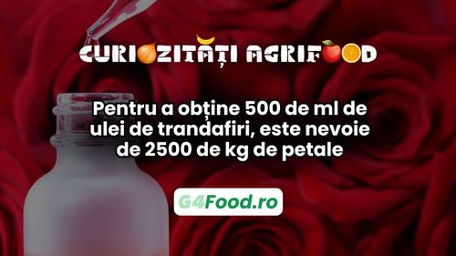 Curiozități agri-food 04 martie: Pentru a obține 500 de ml de ulei de trandafiri, este nevoie de 2500 de kg de petale