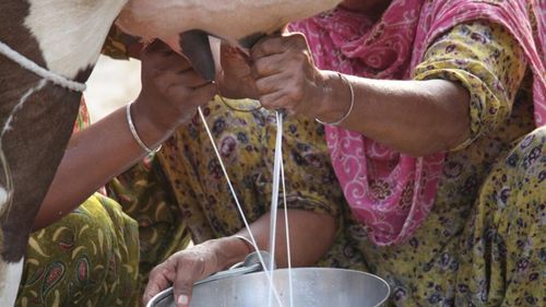 Prețul laptelui de vacă „la poarta fermei” în România, mai mare cu 12% față de anul trecut, arată datele Comisiei Europene