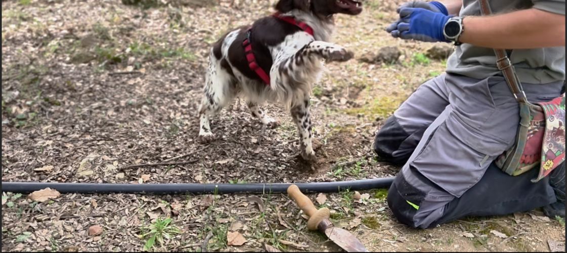 VIDEO | Câinele care găsește trufa nu are voie să sape după ea/ „Trebuie doar să curețe pământul în jur. Primește o recompensă de fiecare dată când găsește o trufă”