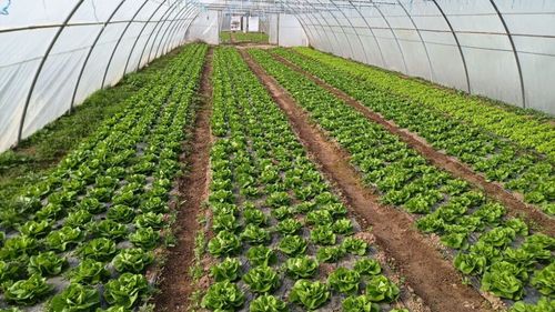 Un legumicultor din Ardeal obține patru culturi pe an, într-un singur solar; ”Se pare ca nu am timp să mă plictisesc”