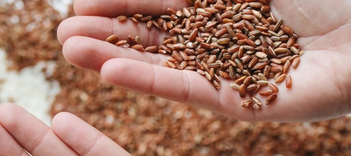 Traderii avertizează: producția globală de orez riscă să scadă pe fondul costurilor ridicate și al fenomenului El Nino