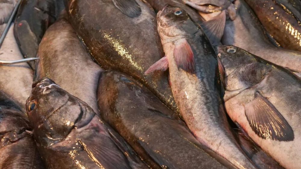 Roma, capitala codului sărat (baccalà) și uscat (stocafiș) / Festivalul are loc în perioada 5 - 8 septembrie