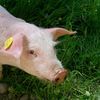 Guvernul caută piețe noi pentru carnea de porc românească și anunţă măsuri pentru susţinerea producătorilor
