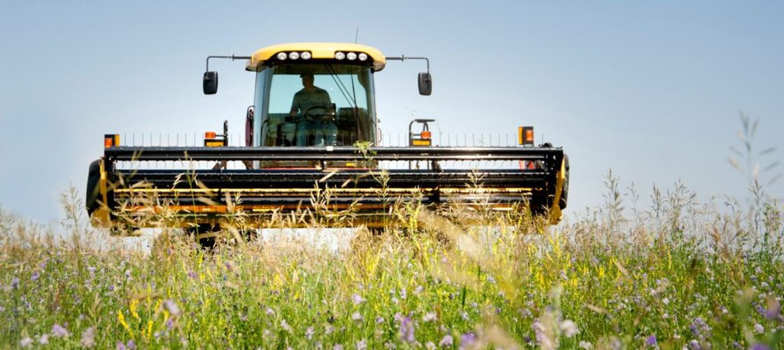 Cererea pentru soiurile de lucernă de la Fundulea depășește producția de sămânță, spun cercetătorii