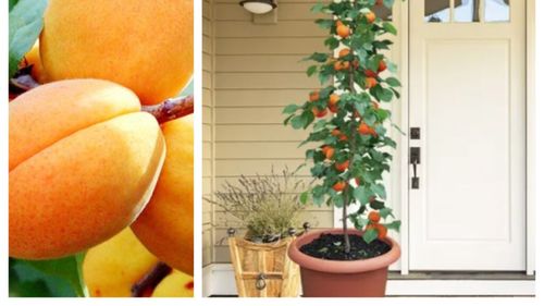 Caisul columnar: Ghid practic de îngrijire și întreținere / Ideal pentru grădini mici, spații restrânse sau chiar pentru cultivarea în ghivece